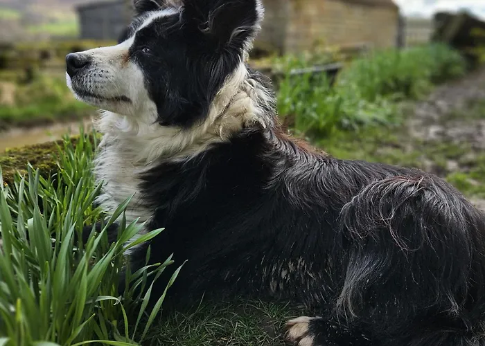 Shepherd's Hut Bilsdale * Chop Gate
